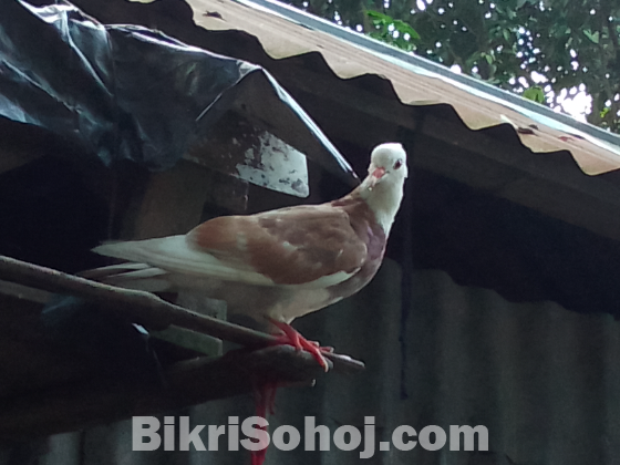 দেশি কবুতর